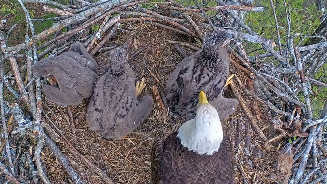 EP#370 #baldeagle Review birds in nest with nature #birdslovers #birdsounds #birdsnest #wildbirds
