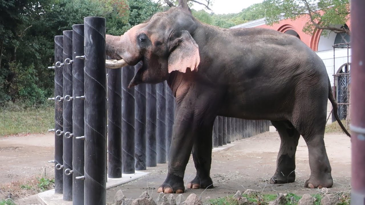 番外編　飼育員をよく見ているラスクマルくん、マイペースなシュリー【よこはま動物園ズーラシア】【2022年11月13日】インドゾウ