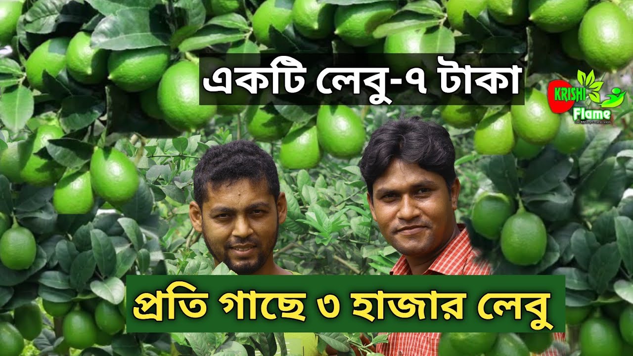 ৯ বিঘা।একটি লেবু ৭ টাকা। বারোমাসি চায়না-৩ সীডলেস লেবু চাষ Lemon Farm..