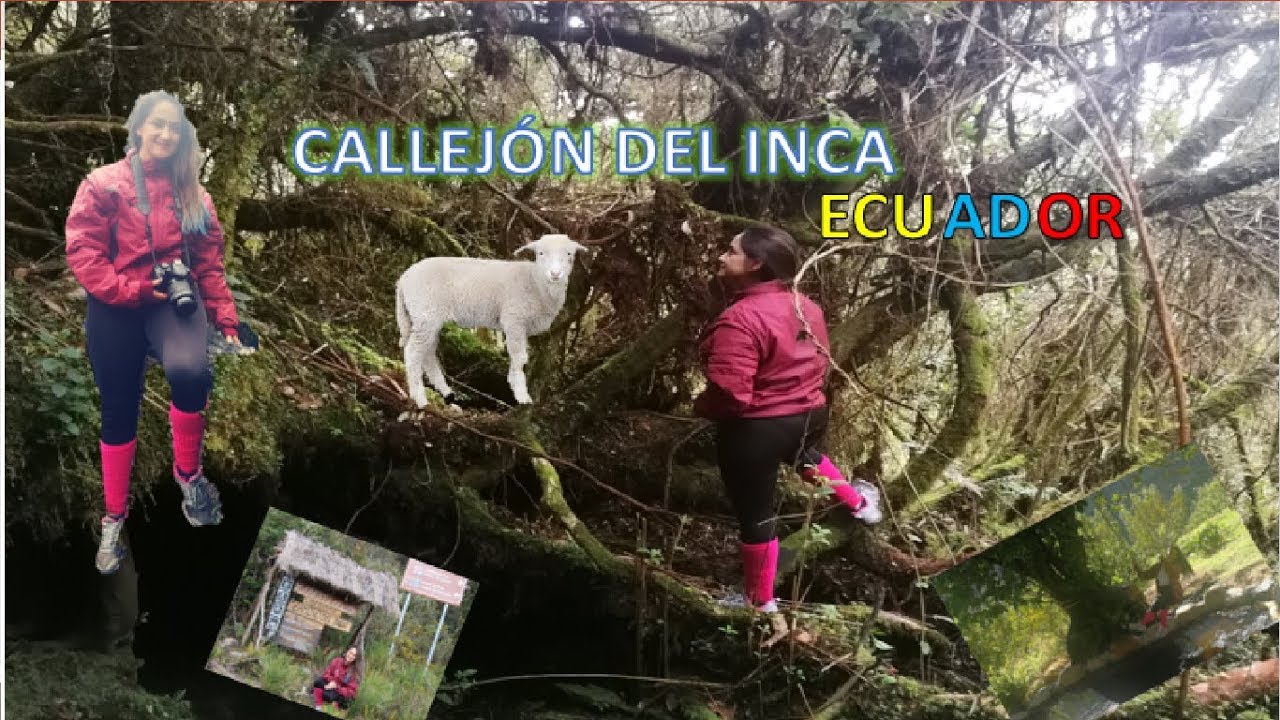 CAMINO DE LOS INCAS Pimampiro | IMBABURA