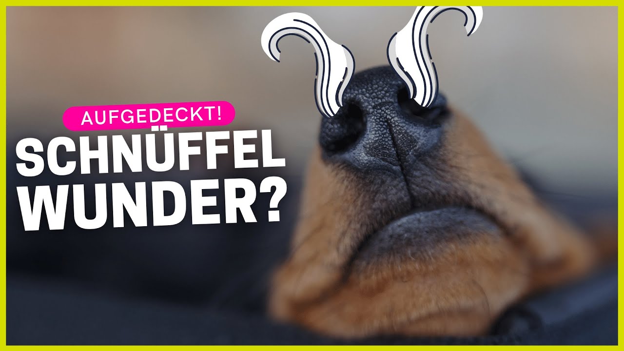 Warum können Hunde so extrem gut riechen?