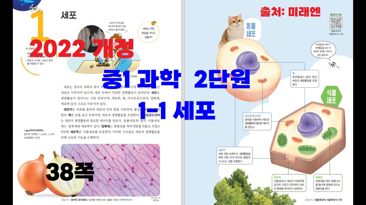 2022개정 중1과학 2단원 1-1 세포