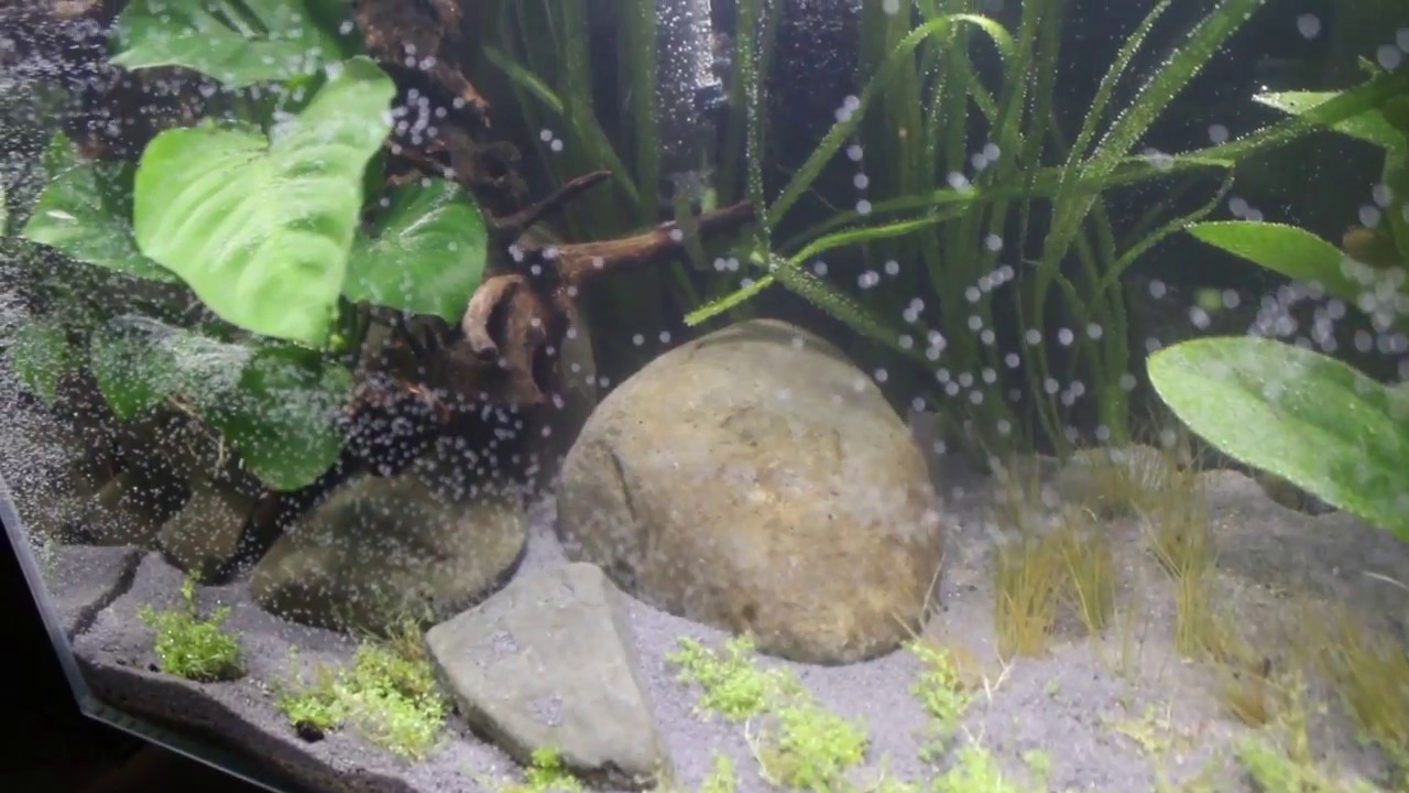 Fluval Edge 46l - Set up, scape and views