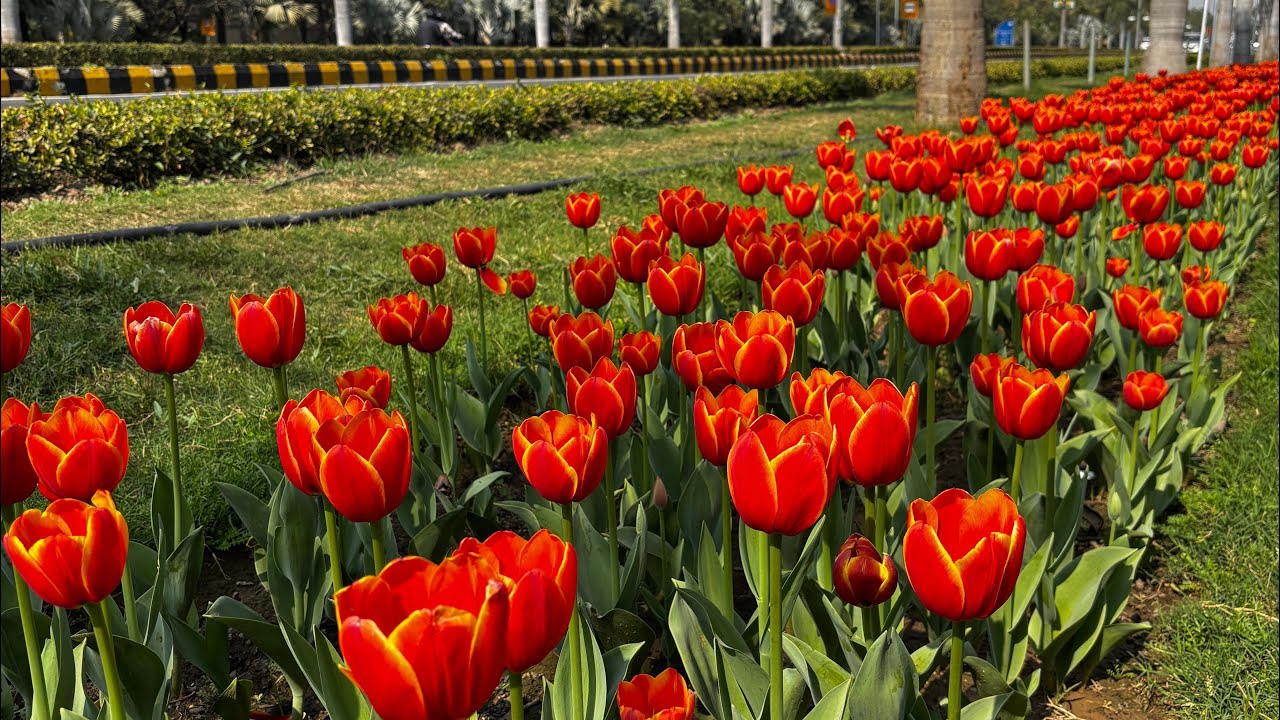 Tulip in Switzerland 😻