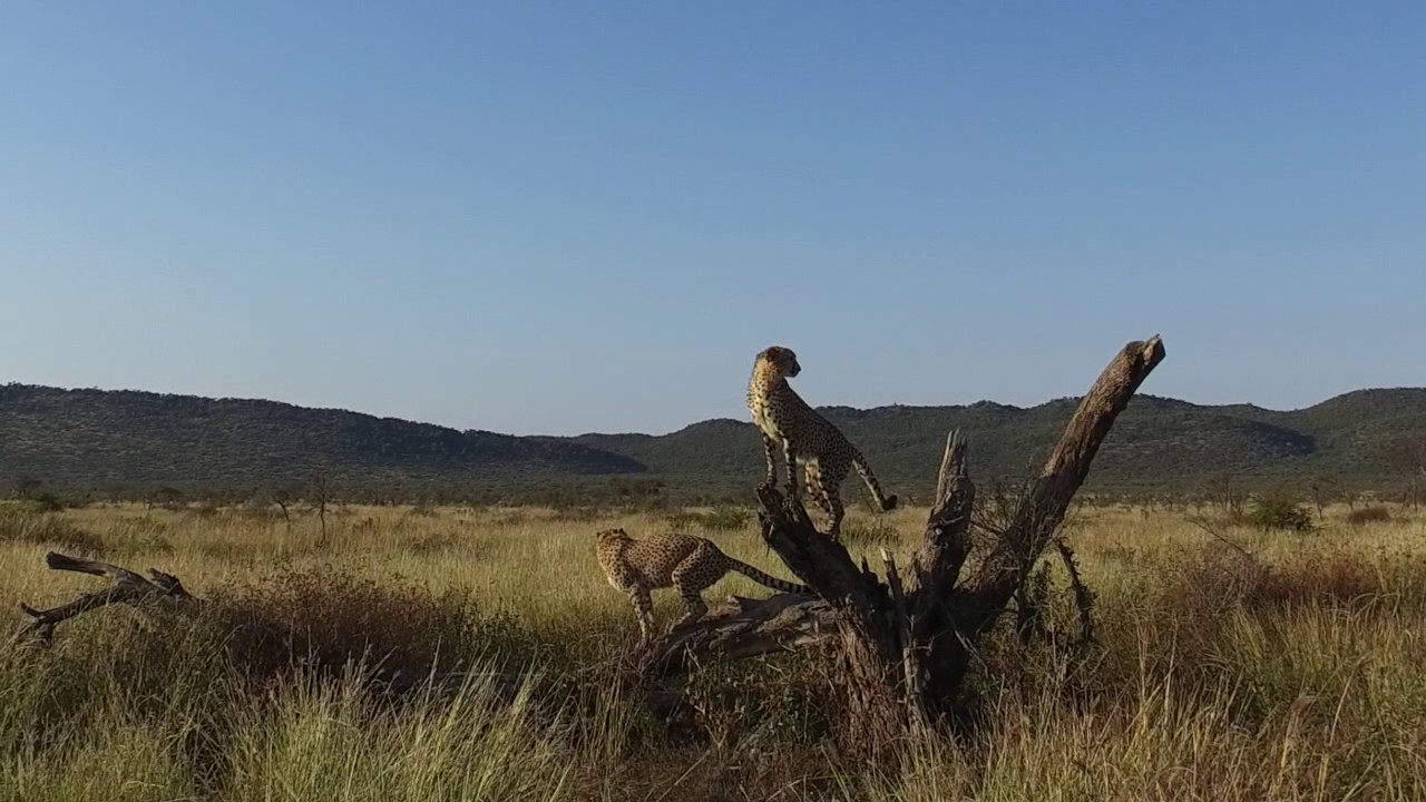 Buffalo Ridge, Madikwe