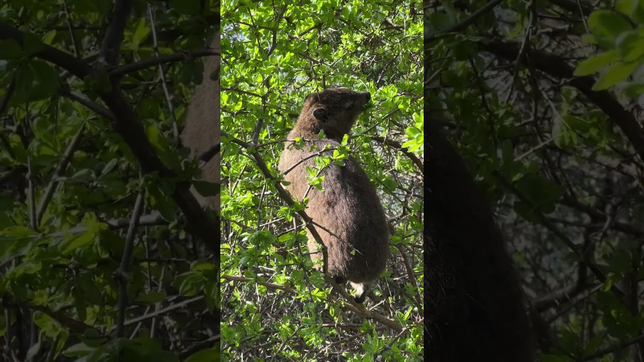 A Dassie Munching on a Tree