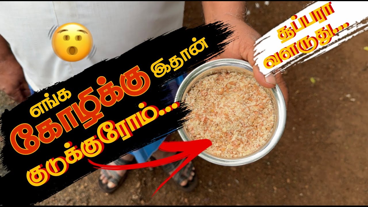 98% கோழி இழப்பு தவிர்க்கலாம்.. 👌 ஒரு நாளைக்கு ஒரு தடவை மட்டும் குடுங்க..🐔 #nattukolinataraj