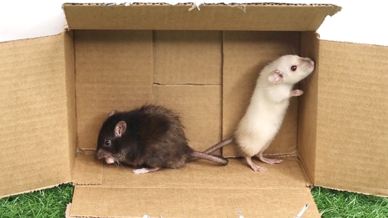 RAT VLOG RAT VLOG