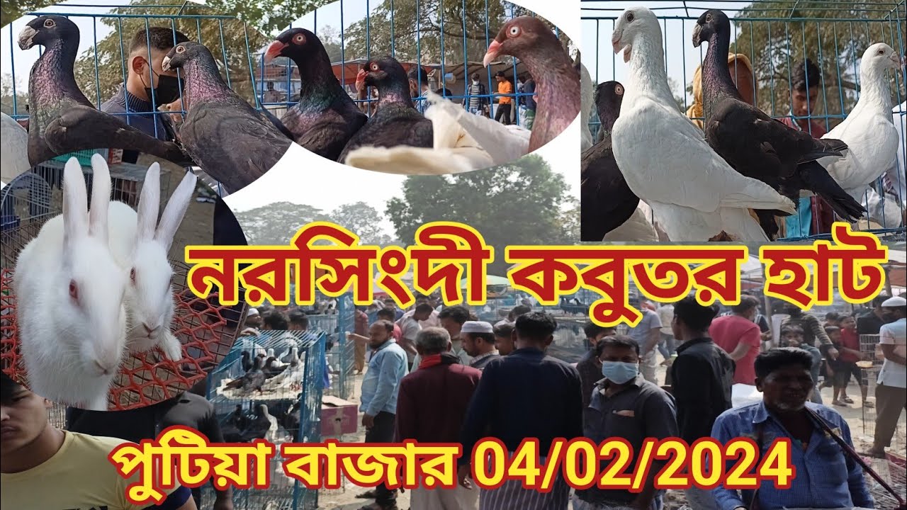 নরসিংদীর সব থেকে বড় কবুতরের হাট পুটিয়া বাজার এই হাটে #pigeon#pigeon_videos