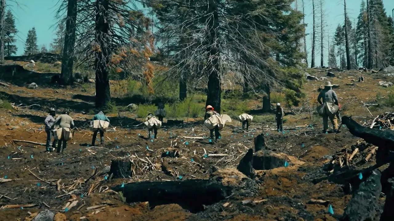 How to restore a giant sequoia grove