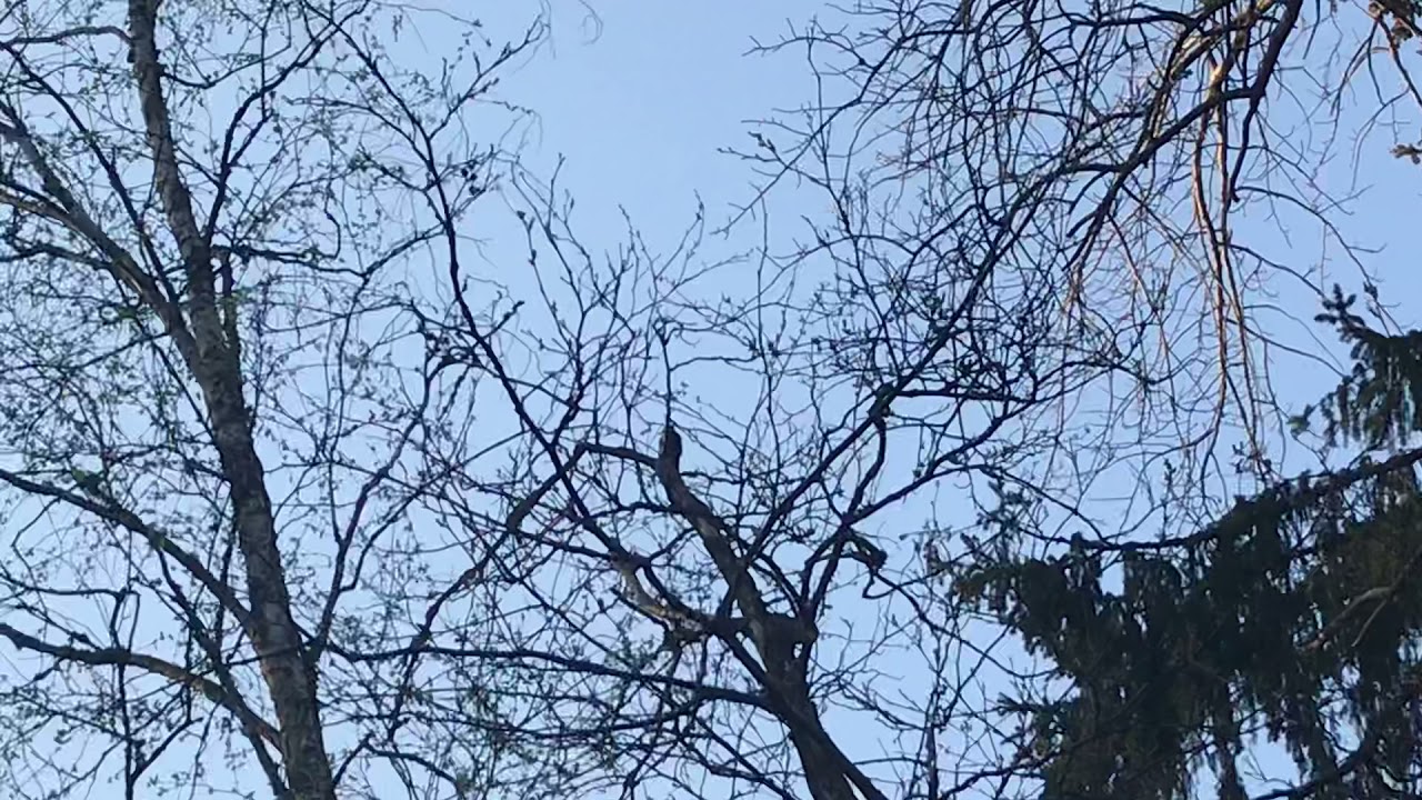Woodpecker in Eskiln Jungle