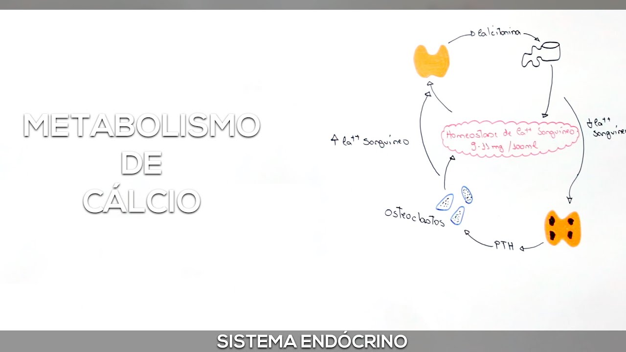 Metabolismo de Cálcio