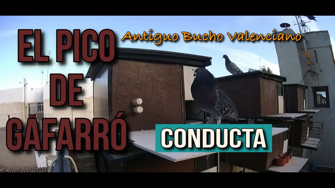 EL PICO DE GAFARRÓN ¿Antiguo Bucho Valenciano?❤️🕧🇪🇸💙🕙