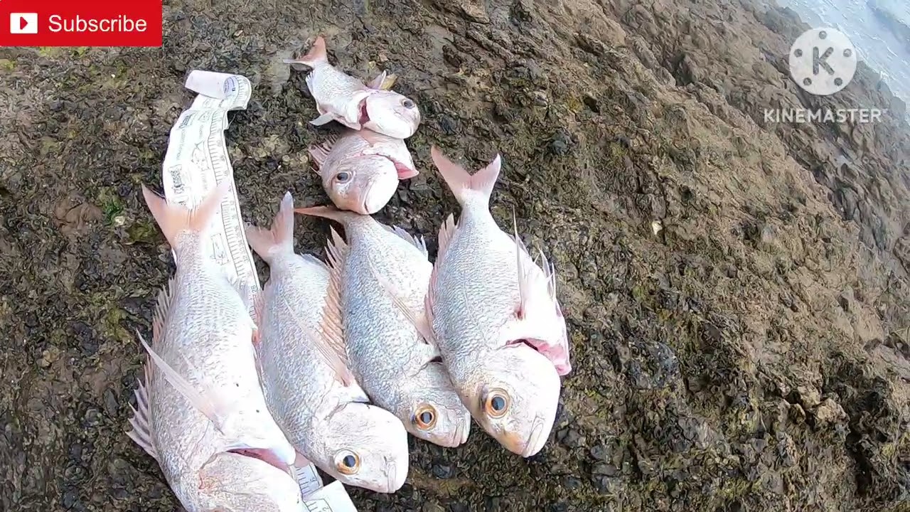 Weekend rock fishing mission 