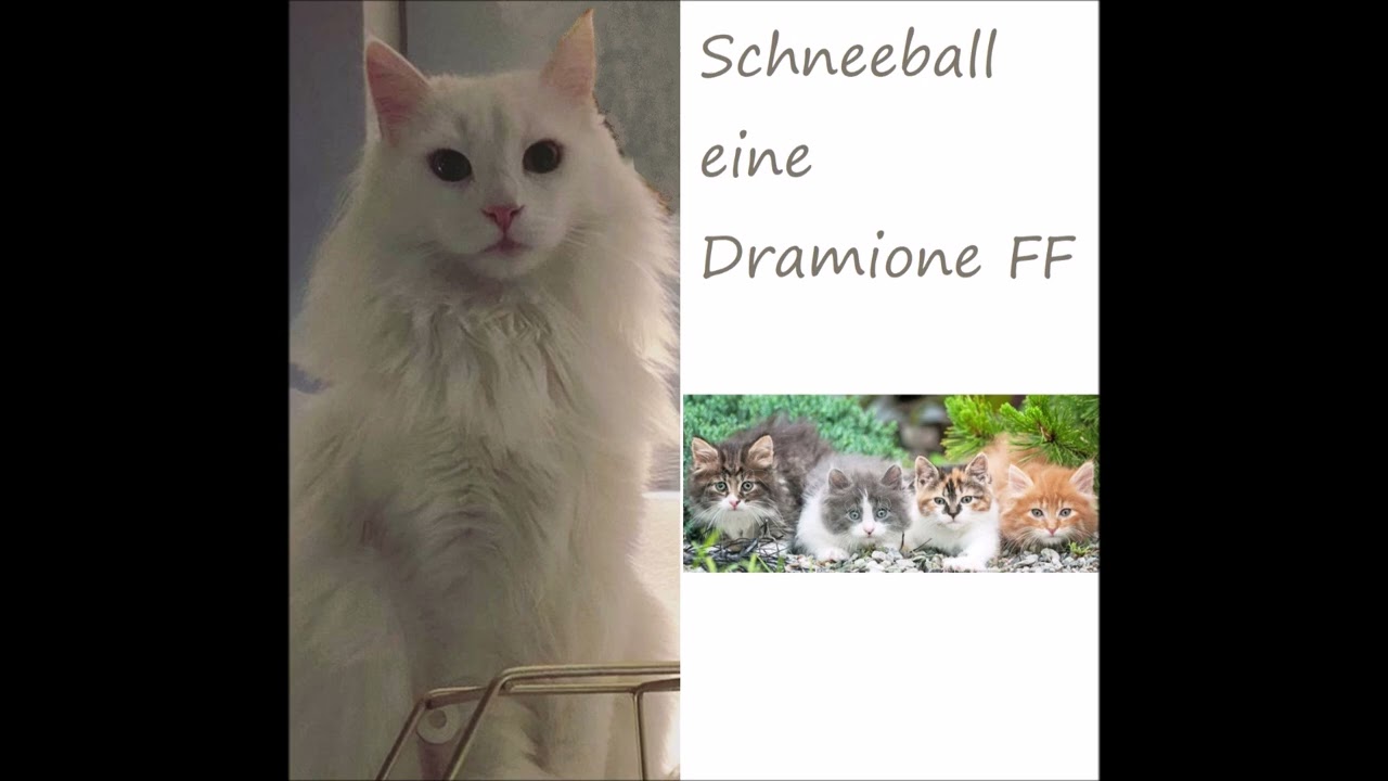Dramione OS | Schneeball