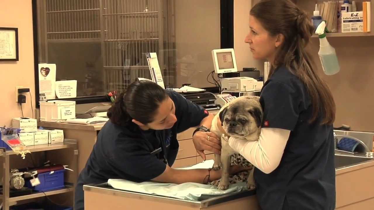 Advanced Veterinary Care Center - About Us