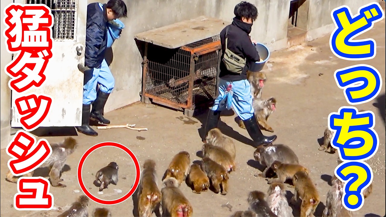 大好きな飼育員が2人… パンチはどっちに飛びつく？