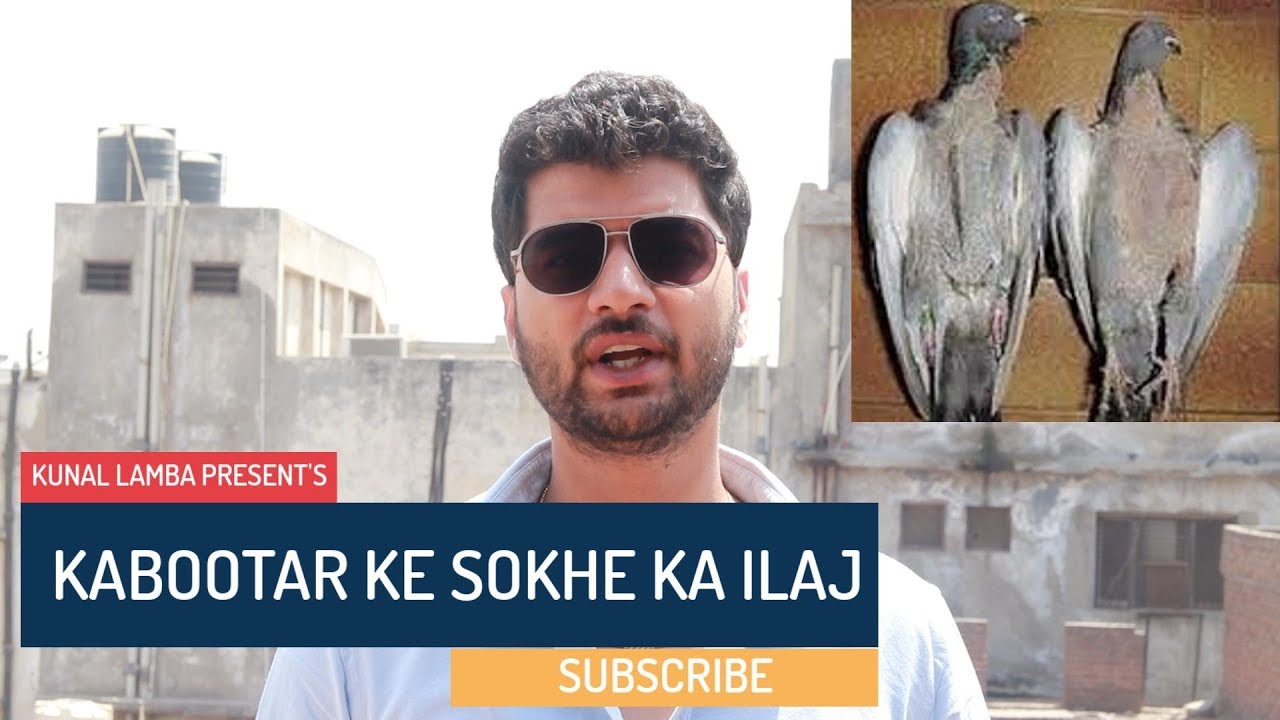 KABOOTAR KE SOKHE KA ILAJ .कबूतर के सोखडे का इलाज  ||