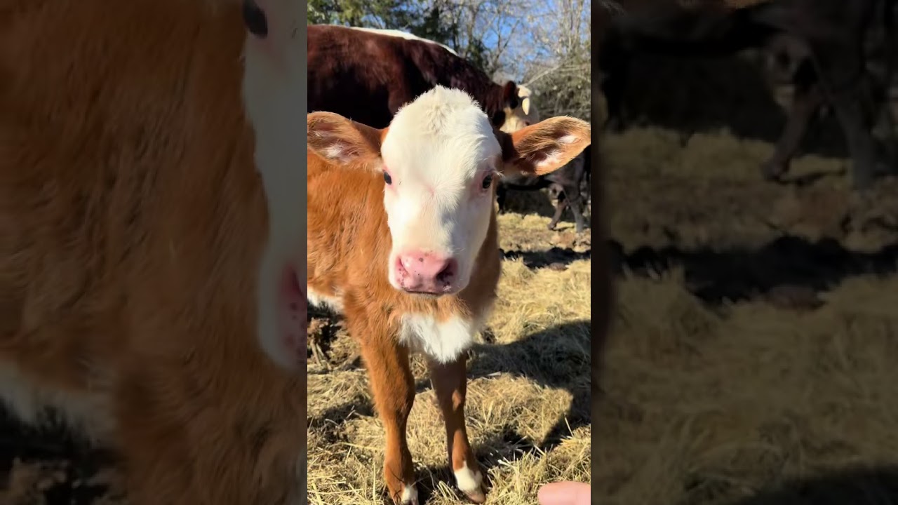 Rufus is a no joke babysitter 