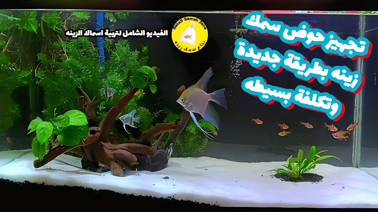 تجهيز حوض سمك زينه بطريقة جديدة وتكلفة بسيطه