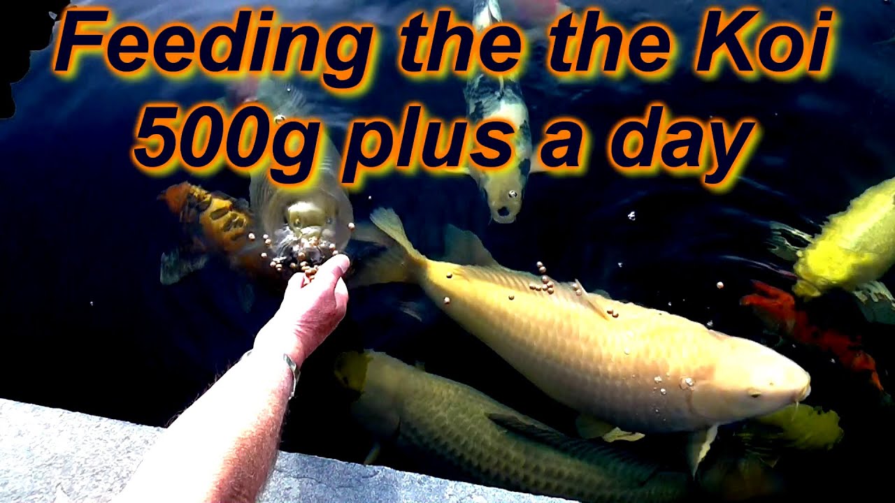 *** HOUSE AND KOI POND RUNNING ON SOLAR *** SUMMER FEEDING KOI *** POND VEG FILTER GOING NUT'S ***