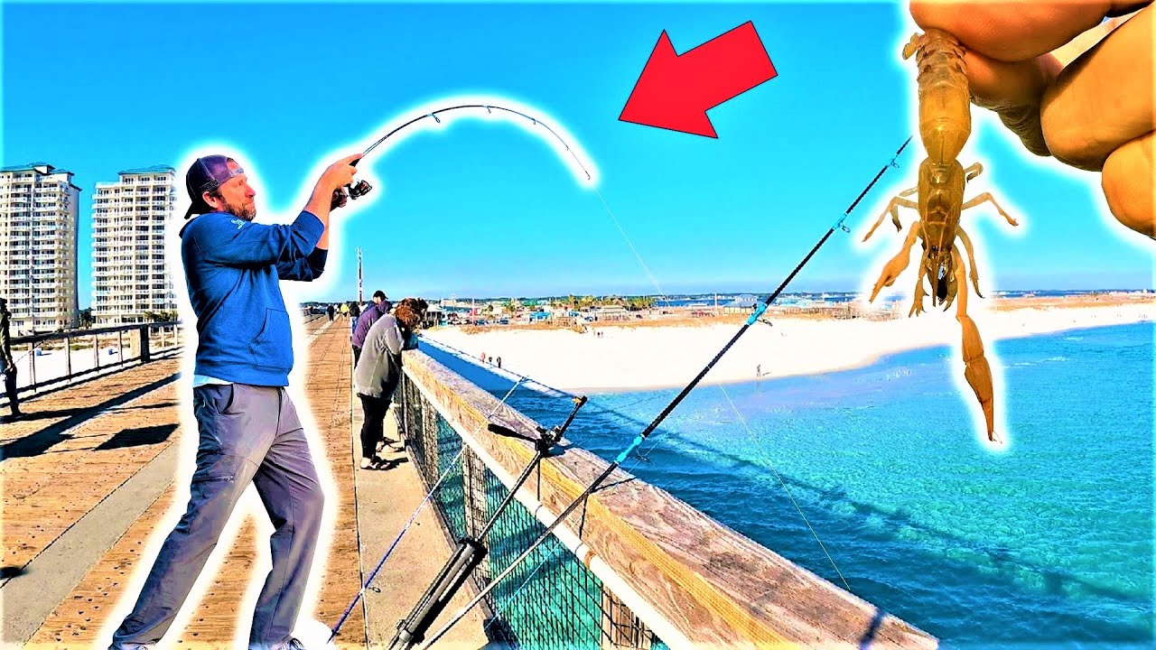 Get READY TO HANG ON when you bring GHOST SHRIMP to a FISHING PIER!