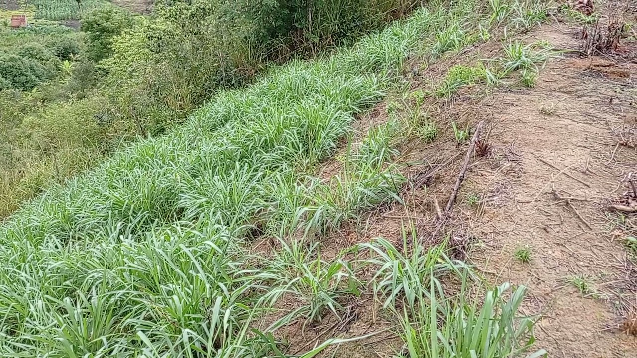 brachiaria brizantha no morro com 03 meses de plantado