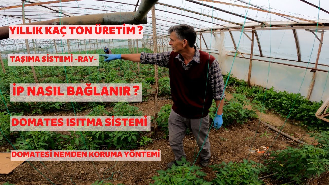 SERACILIK - DOMATES YETİŞTİRİCİLİĞİ - AİLEMİN GÜNLÜK SERA İŞLERİ