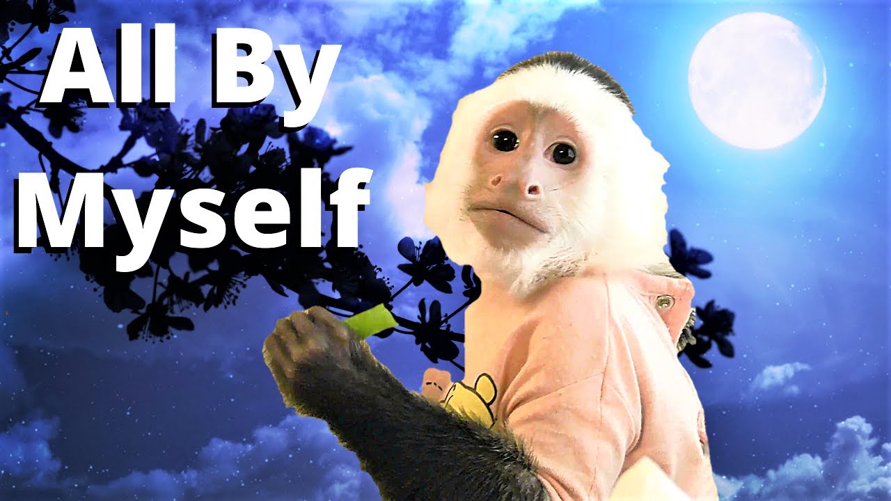 Monkey Lillian Spends The Night Outside  😯  |  Capuchin Monkey