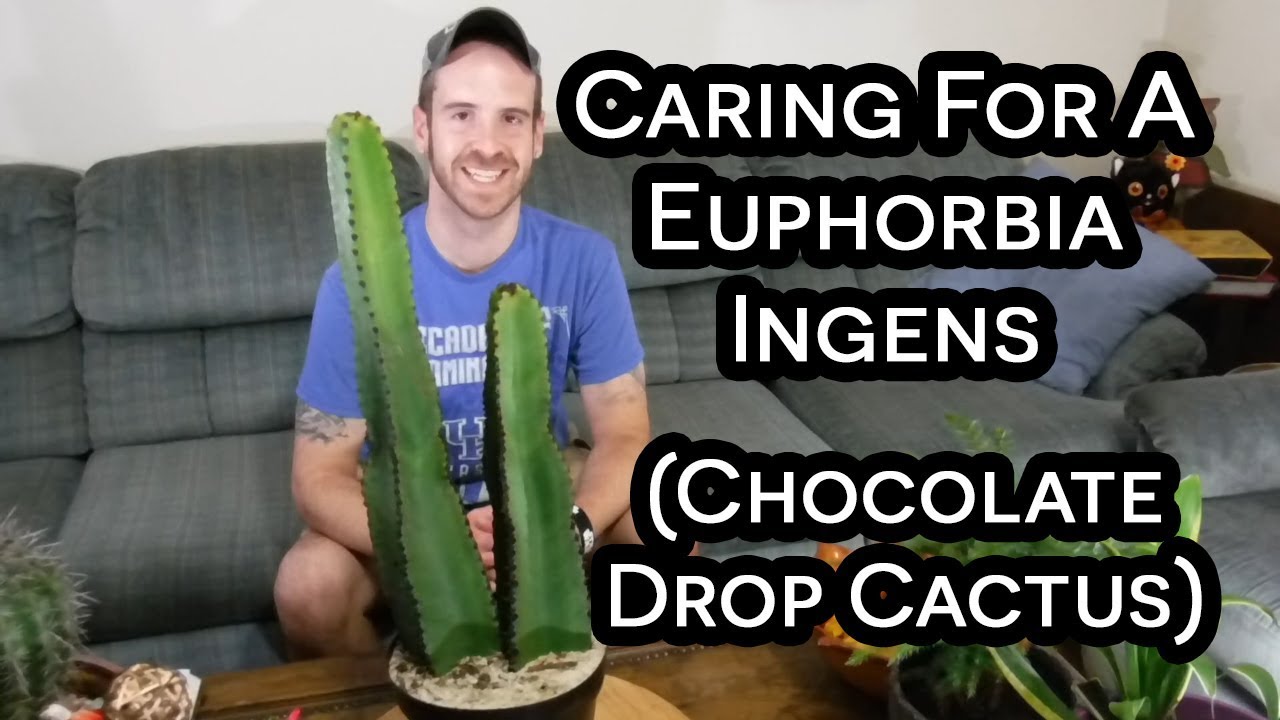 Chocolate Drop Cactus (Euphorbia ingens) Care & Information