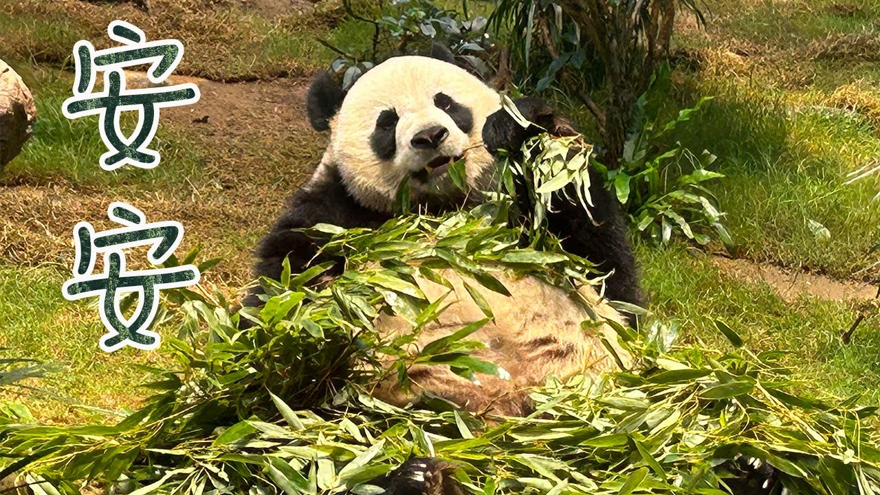 [香港海洋公園 ～ 香港賽馬會四川奇珍館]  🐼 🎋 🐼 🎋 🐼 🎋 大熊貓安安的吃播日常 🐼 🎋 🐼 🎋 🐼 🎋