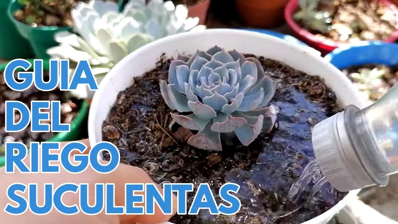 como regar una suculenta gu&iacute;a de riego de suculentas donsuculento