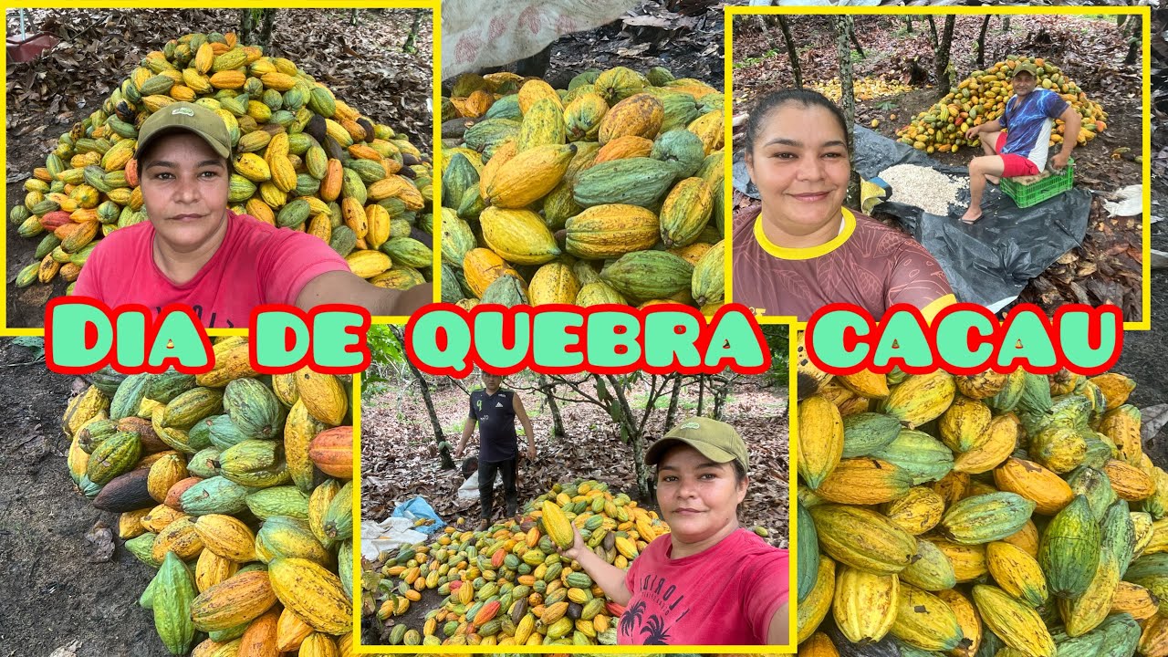 Olha o Tanto de Cacau que Quebramos hoje😱