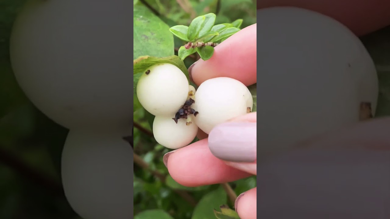 Picking snowberry #asmr#shorts