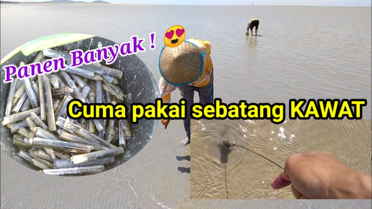 Makanan Orang KOREA ! Begini Cara Menangkap Kerang Bambu di Pantai