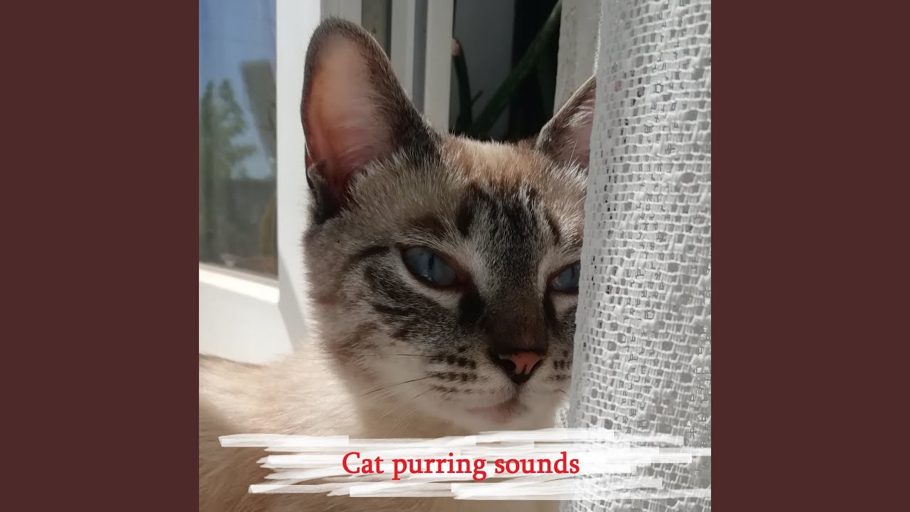 Single sound: a hoarse cat meowed