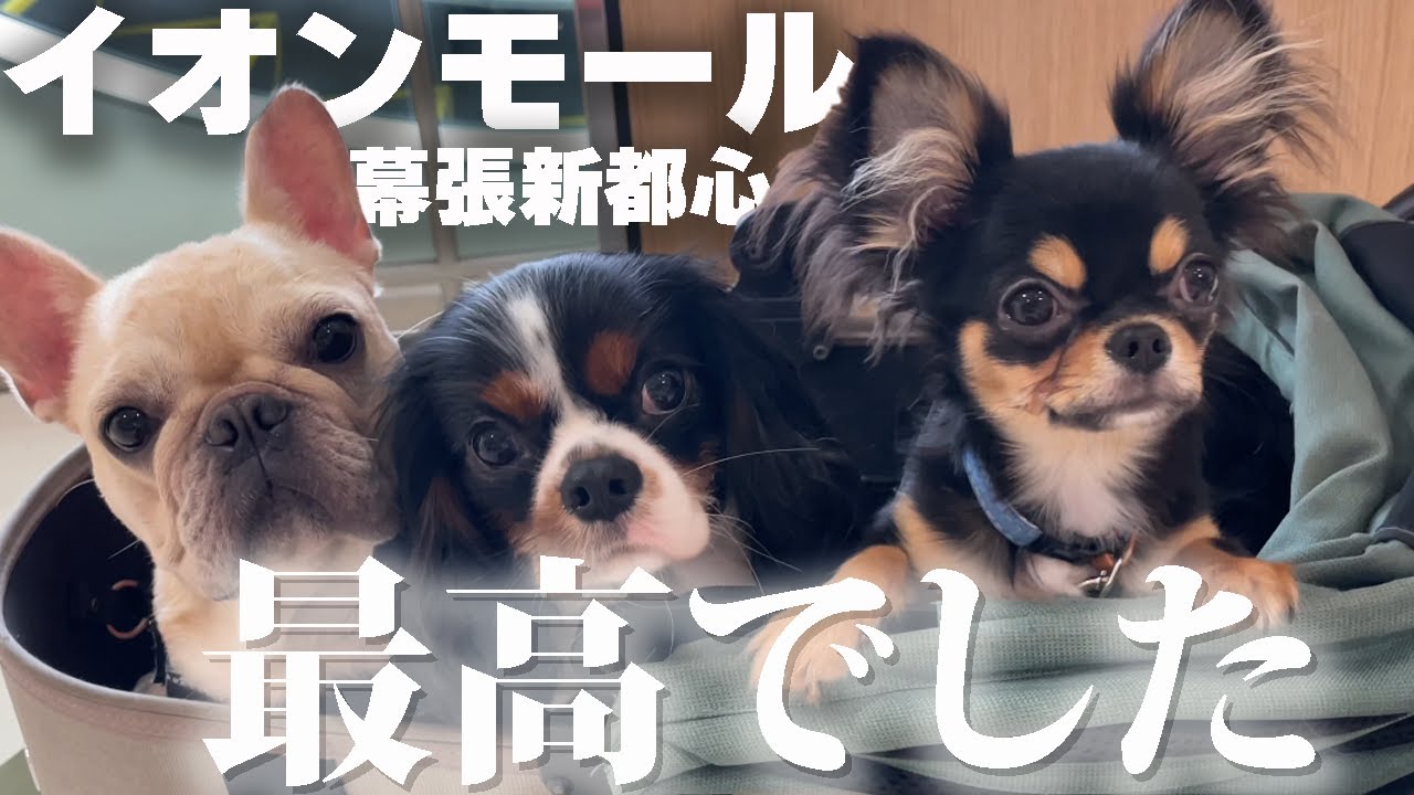 愛犬と一緒にイオンモール幕張新都心に行ったら愛犬も飼い主も快適すぎて幸せになれました#フレンチブルドッグ #キャバリア #チワワ #多頭飼い #いぬ