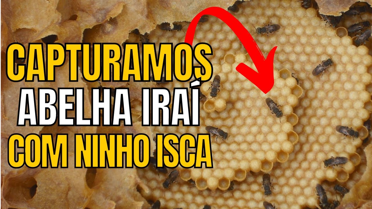 CAPTURA DE SUCESSO: Como Atrair Abelha IRAÍ para Ninho Isca (GARRAFA PET)!