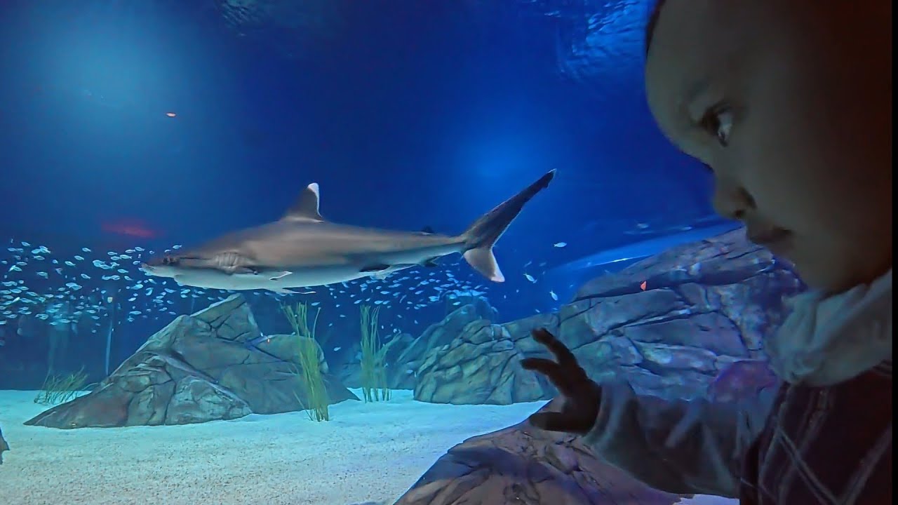  EL ACUARIO más grande del mundo.con papa y mama. experiencia inolvidable#diversion#family #bebes 
