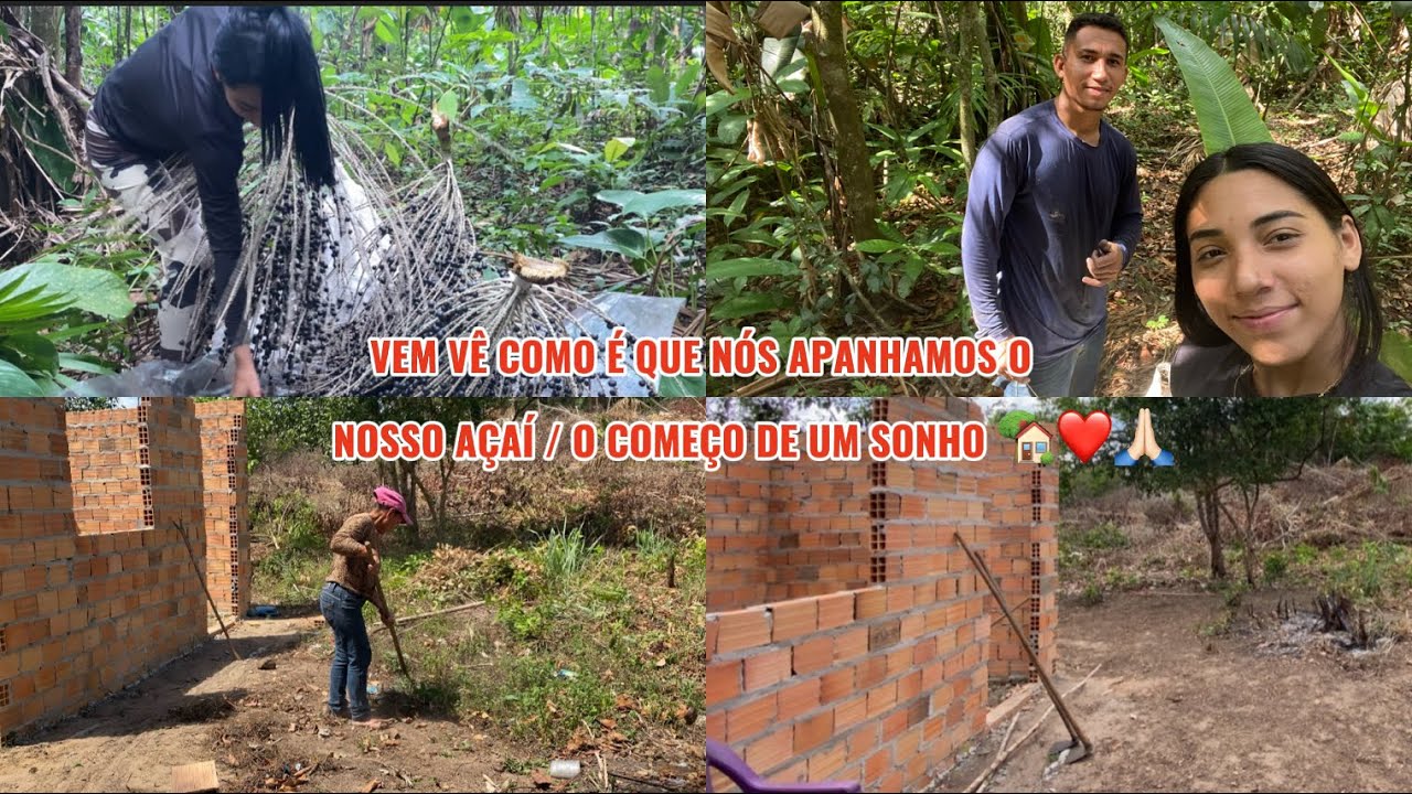 VEM VÊ COMO NOS APANHAMOS NOSSO AÇAÍ/ COMEÇO DE UM SONHO🏡❤️🙏🏻