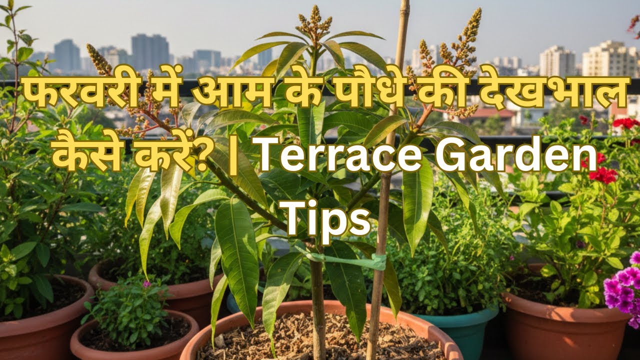 आम के पौधे की देखभाल कैसे करें? | Terrace Garden Tips  Mango plant care in  on terrace