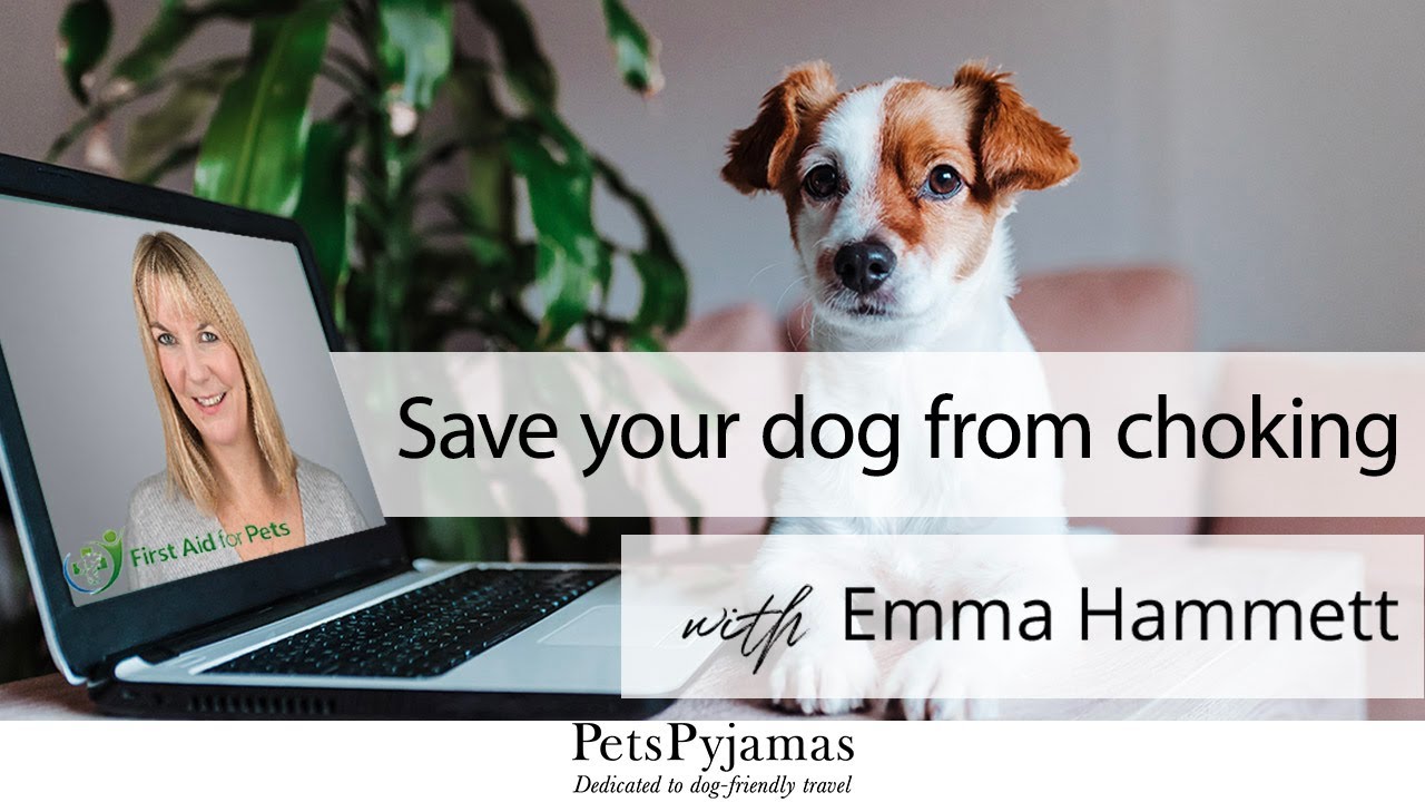 How to: Dog Choking First Aid with Emma Hammett | PetsPyjamas