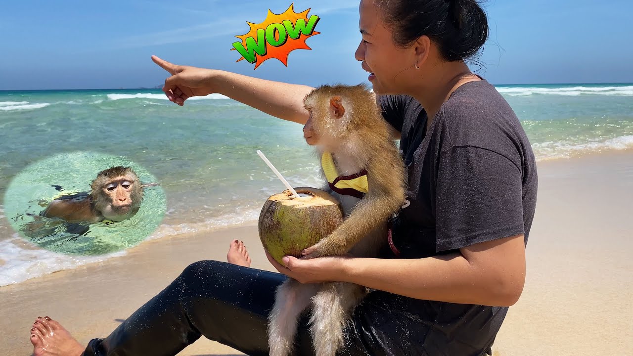 The picnic journey of monkey Lyly and her mother has some really interesting things