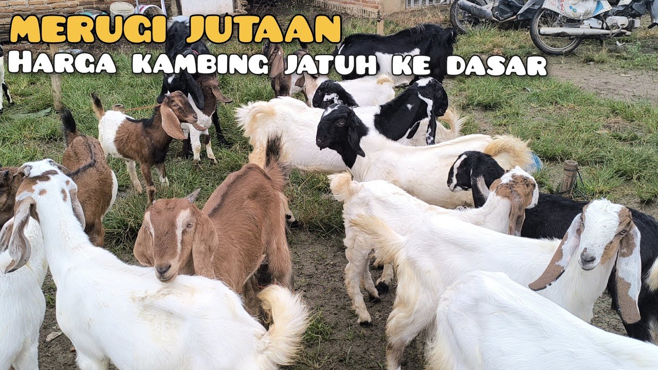 Horor... Harga kambing semakin jatuh ke dasar jurang. Pasar Kambing Sukanegara 