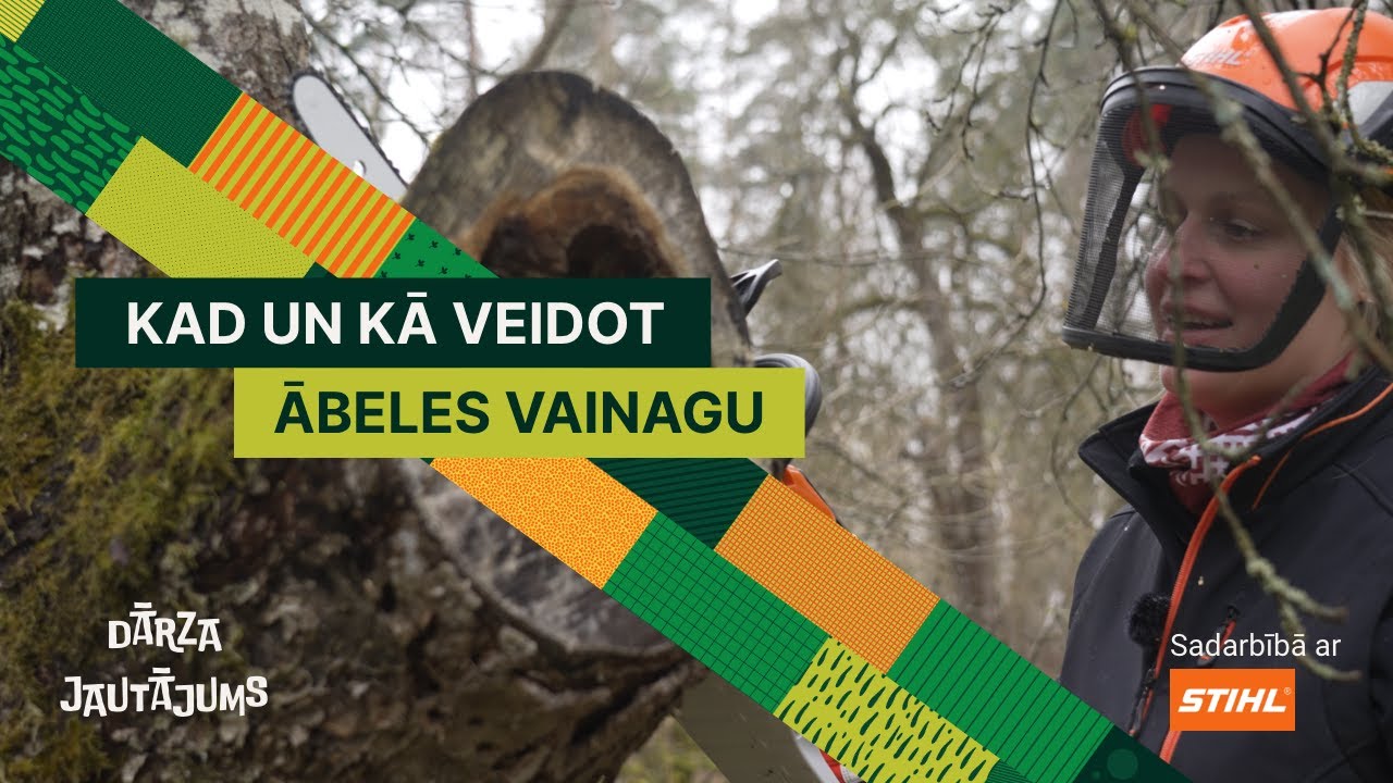 Dārza jautājums: Kā pavasarī atjaunot vecas ābeles vainagu