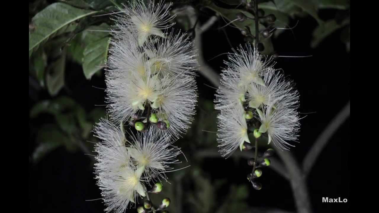 穗花棋盤腳樹 - Small-leaved Barringtonia (縮時攝影 - Time-lapse Photography)
