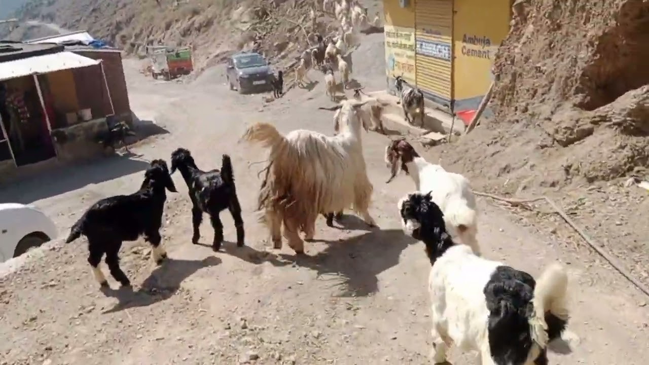 बकरी चुगाने में आ रही है दिकत | पहाड़ों में खत्म हो गया घास | Himalayan shepherd Himalayan got