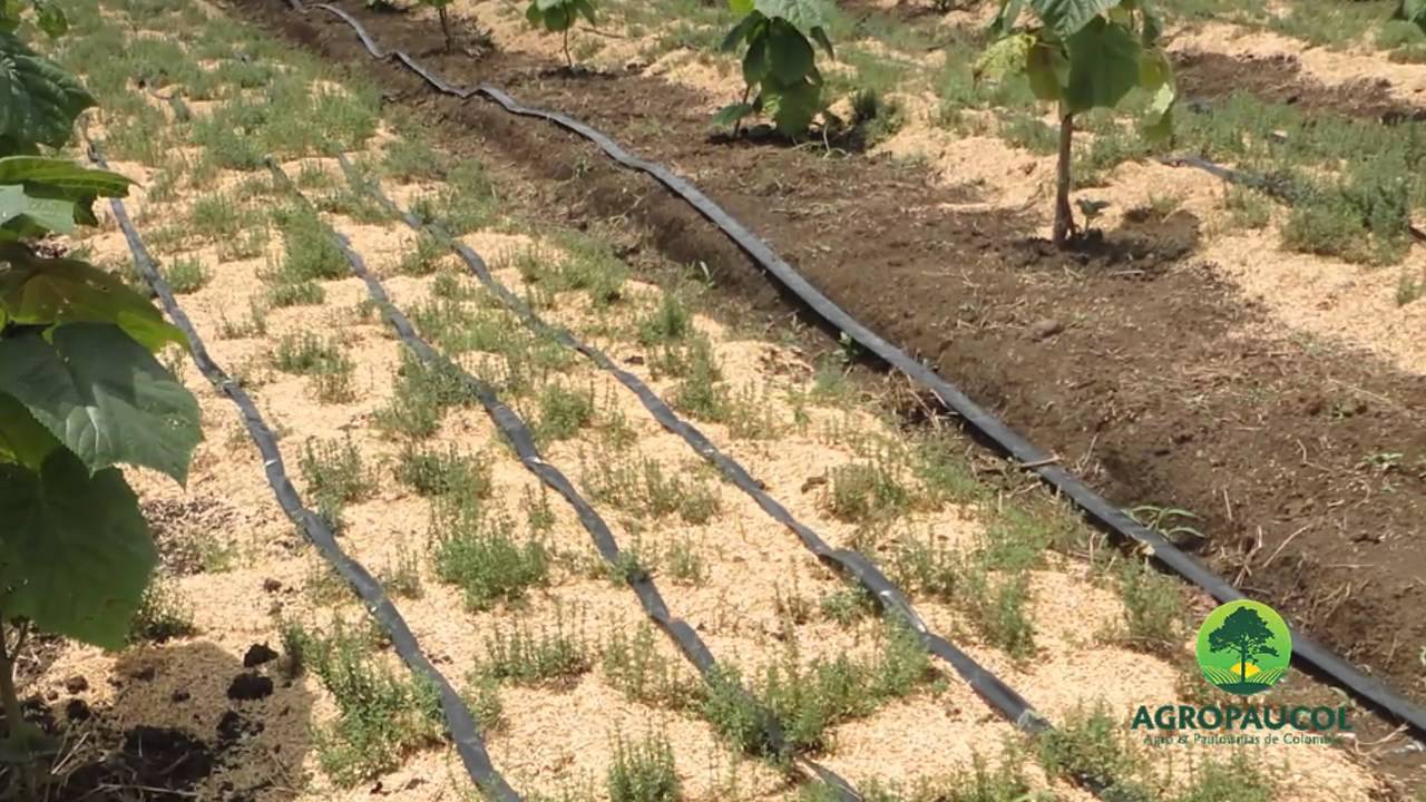 Paulownias