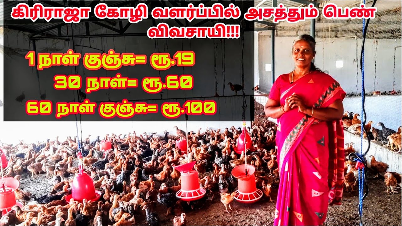 நேரடியாக பண்ணையிலிருந்து கிரிராஜா குஞ்சுகள் விற்பனை!!! அசத்தும் பெண் விவசாயி