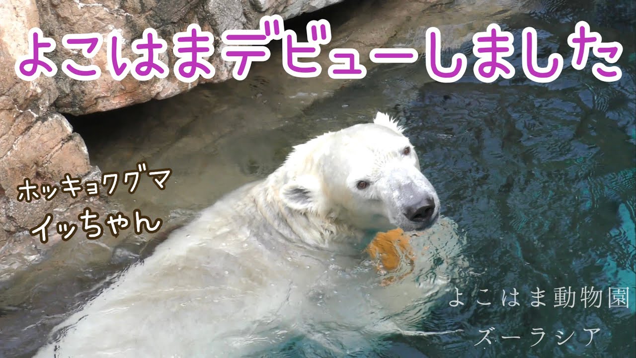 初日から弾けるイッちゃん/ホッキョクグマ/ズーラシア